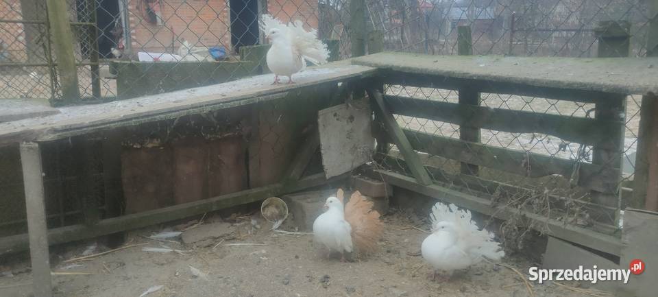 Pawiki samce Tokarówka sprzedam