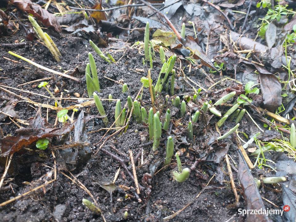 Sadzonki Śnieżyczki przebiśnieg wielkopolskie Siekierki Małe