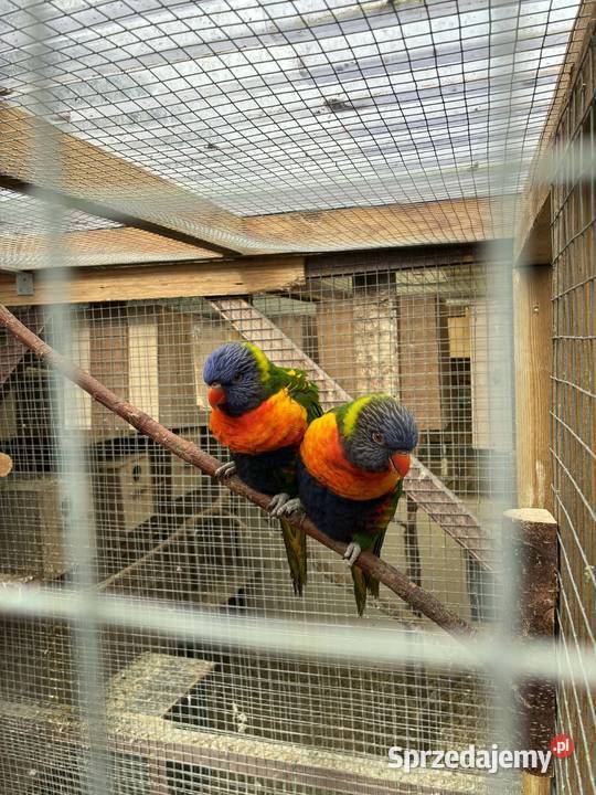 papugi Lorysy parka Wałbrzych