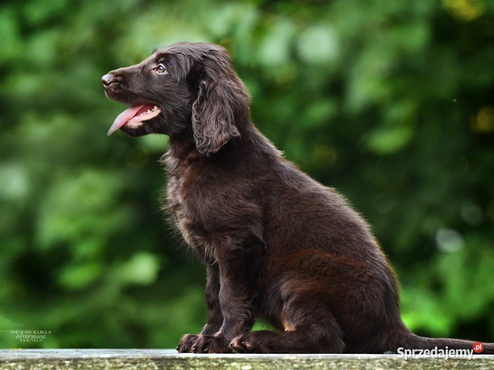 FlatCoated Retriever ZKwP FCI czarne i