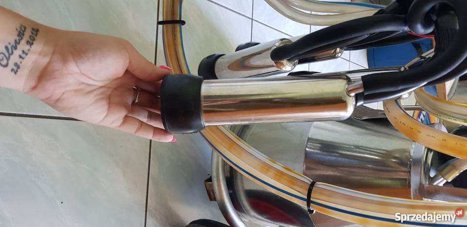 Dojarka Bańkowa Wiśniowa