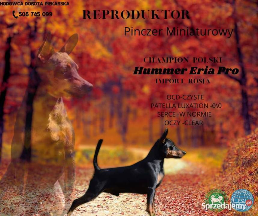 Pinczer miniaturowy reproduktor FCI ZkwP