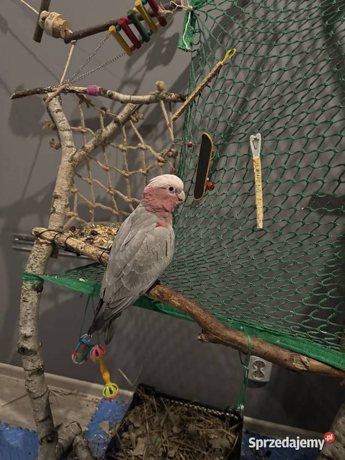 Papuga kakadu różowa Słubice