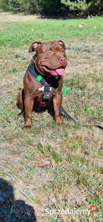 Krycie American Bully Standard Krycie i reprodukcja podkarpackie
