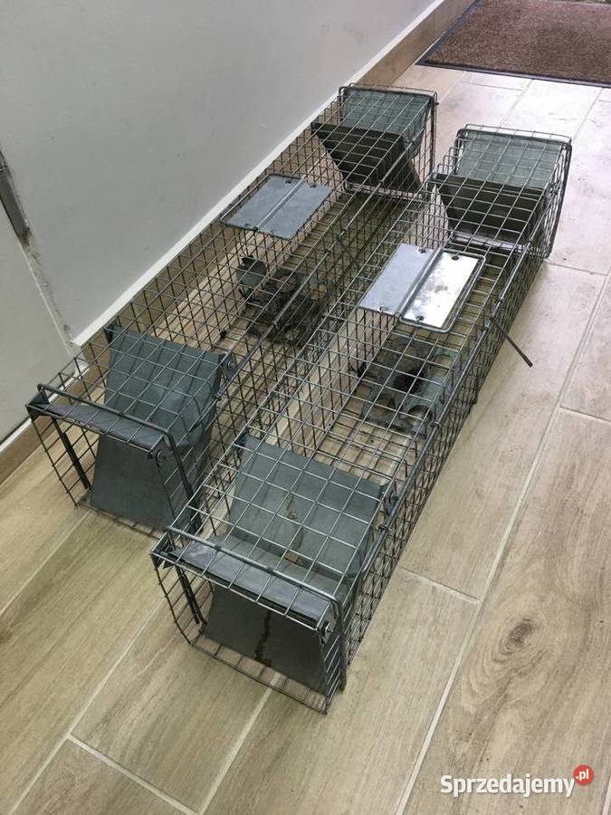 Pułapka na kune łapka na kuny Sępólno Krajeńskie