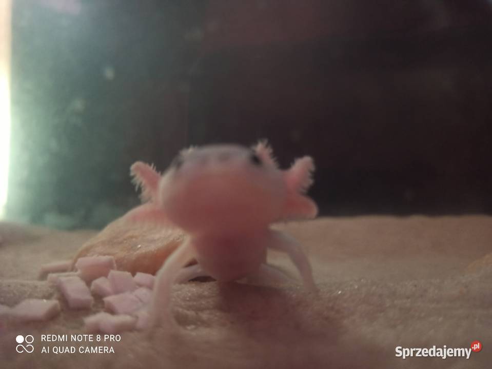Aksolotl