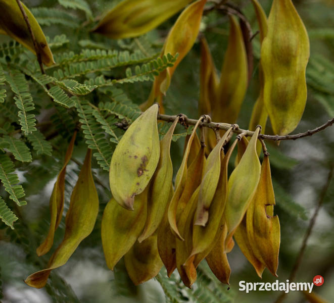 PLECIONKA PŁACZĄCA Peltophorum africanum NASIONA Lubanie