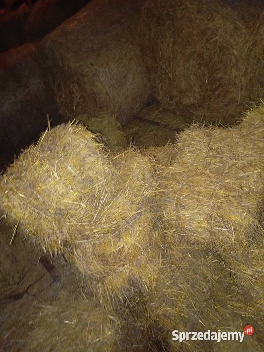 Sprzedam siano w belach i kostkach Skrzydłowo