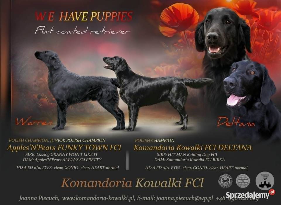 flat coated retriever szczenięta Kowalki