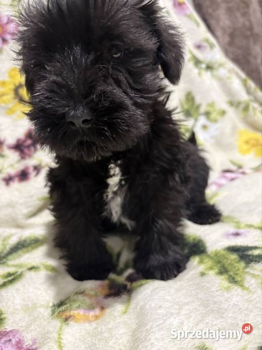 Sznaucer miniaturowy czarny piesek Solec Kujawski