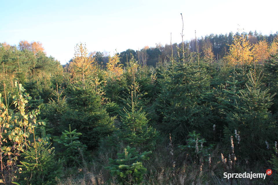 Świerk srebrny pospolity choinki plantacja zachodniopomorskie