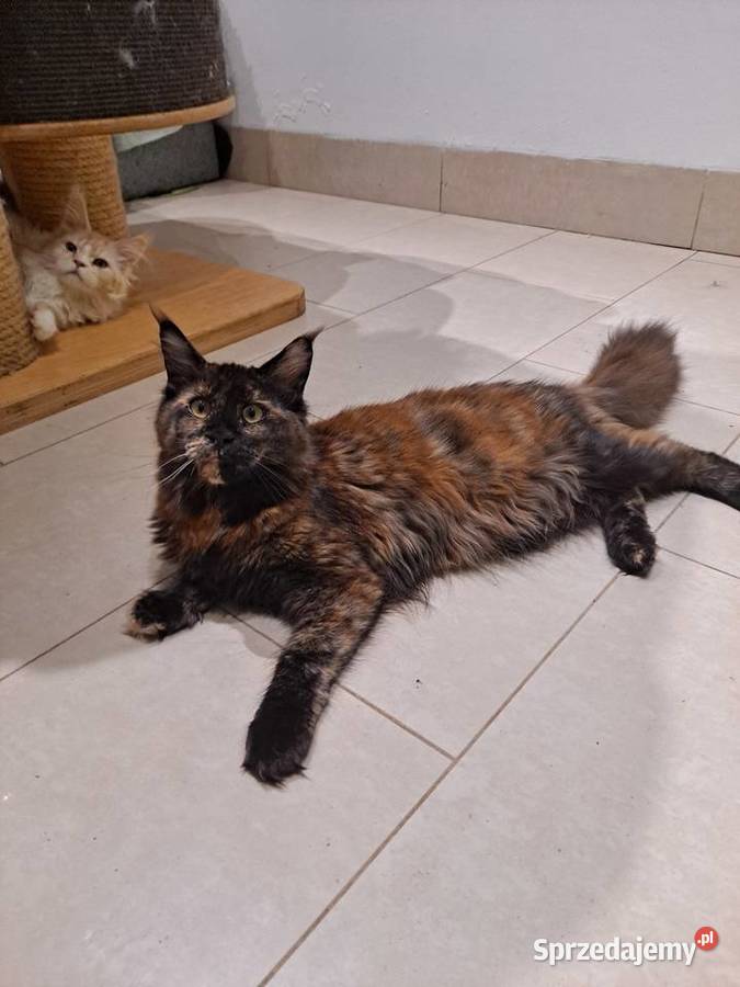 Śliczna koteczka Maine Coon szuka domu Komornica sprzedam