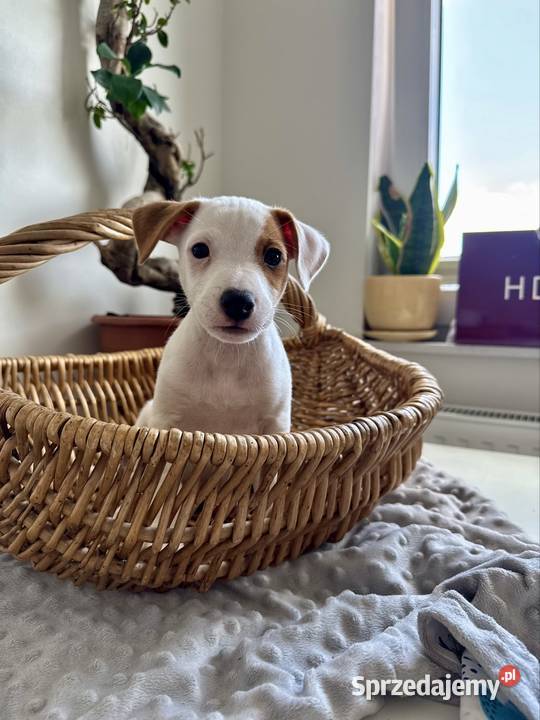 Wyjątkowy Jack Russell Terrier Rodowód Pasja i Poznań