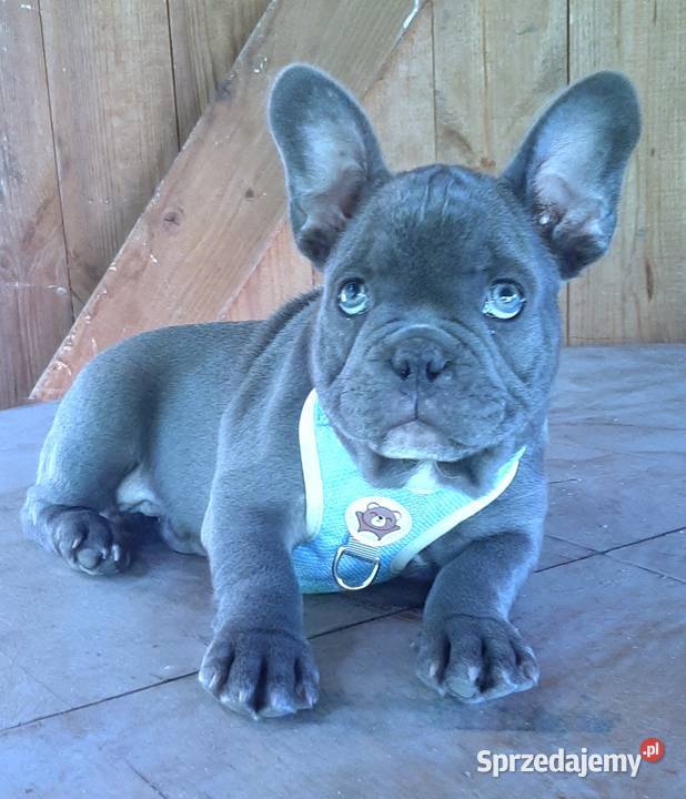 Buldog francuski mega blue łódzkie Pabianice sprzedam