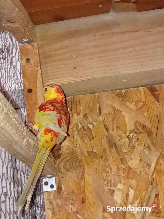 Samiec świergotki seledynowej 2025r Ptaki podkarpackie