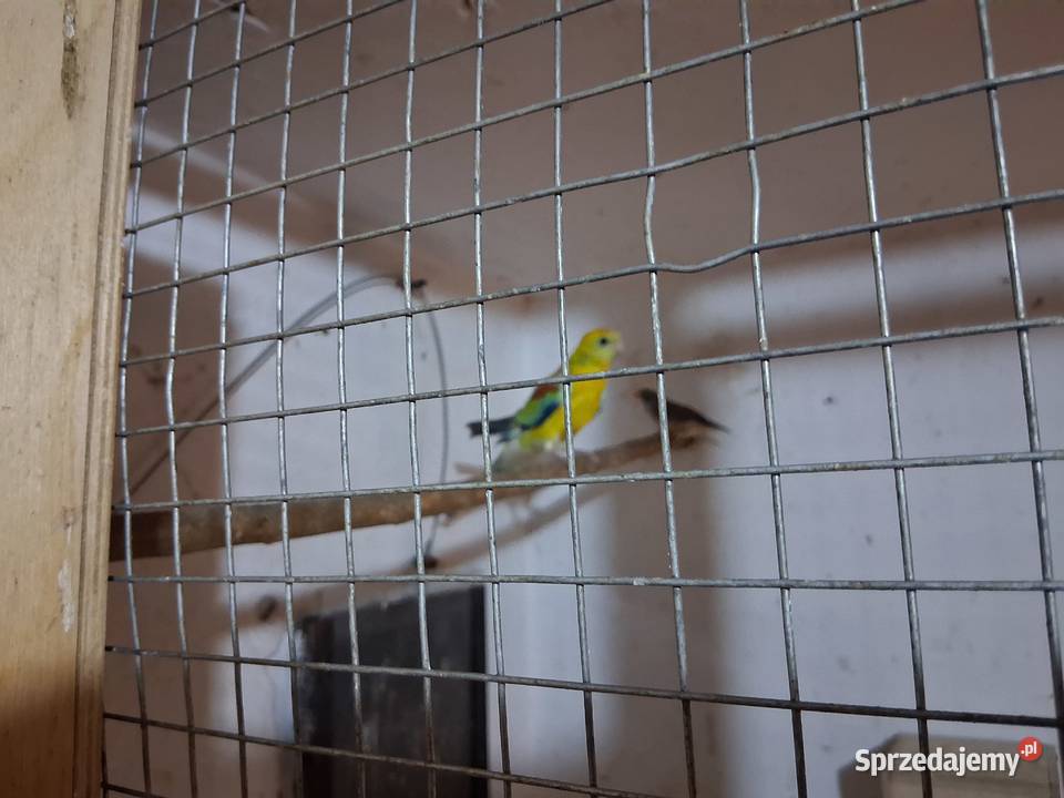 Sprzedam Świergotki Rozelle królewskie Zeberki Wieluń