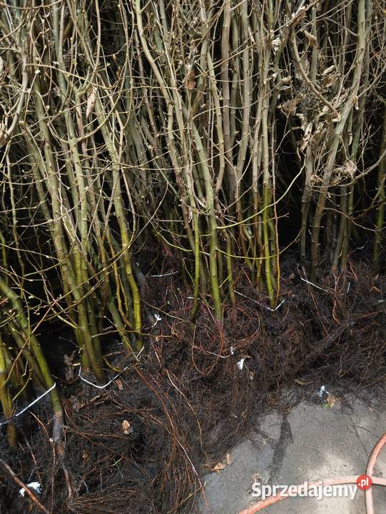 Sadzonki Graba 150 160 na żywopłot Szczecinek