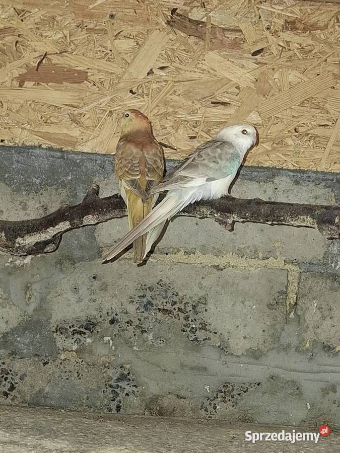 Świergotki Czyżowice