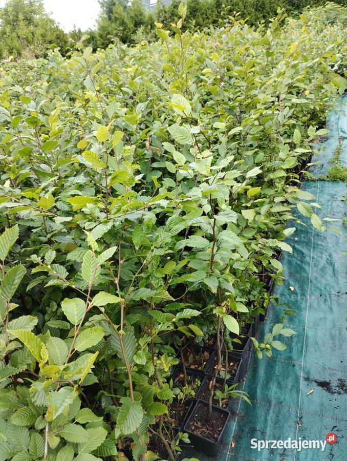 Grab pospolity sadzonki 100 w doniczkach Buczków