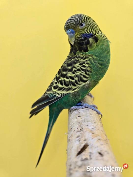 papużka falista blackface łatwo się oswaja może Wrocław