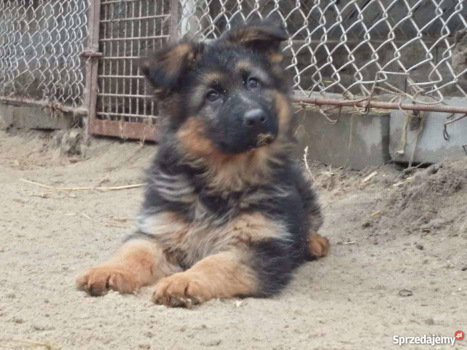 Owczarek niemiecki kujawsko-pomorskie