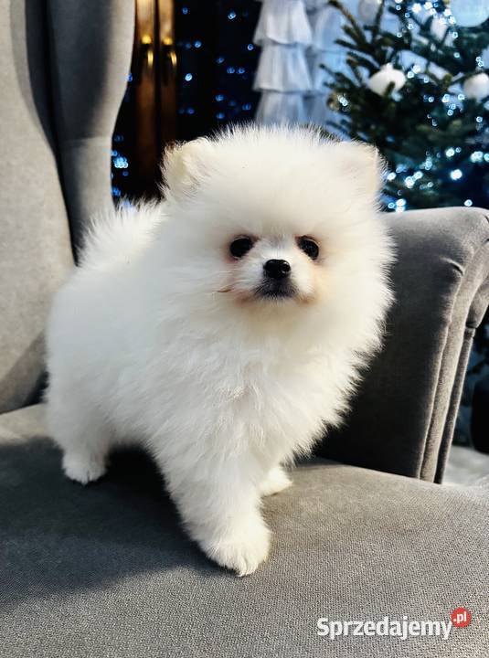 Szpic miniaturowy pomeranian Płońsk