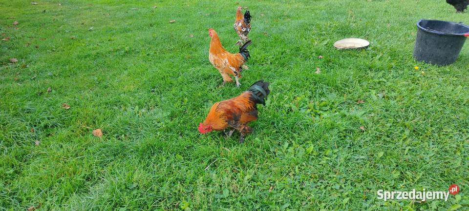 Sprzedam koguty młode Tokarówka sprzedam
