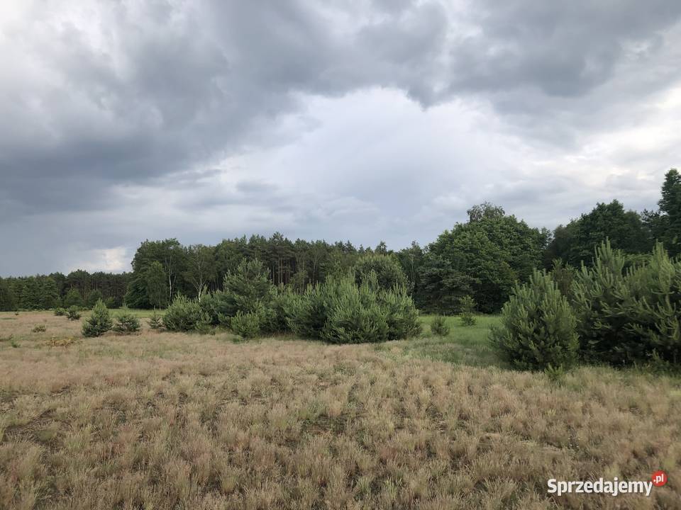 KolankowoPrądocin teren inwestycyjny pod sprzedam