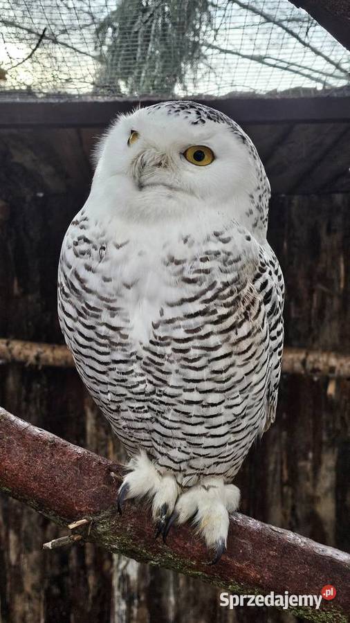 Sowa Puchacz Śnieżny Bubo scandiacus Młodzież śląskie Marklowice Górne sprzedam