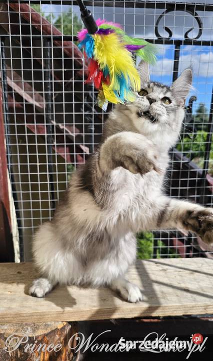 Srebrzysty tikowany Maine Coon Gdańsk