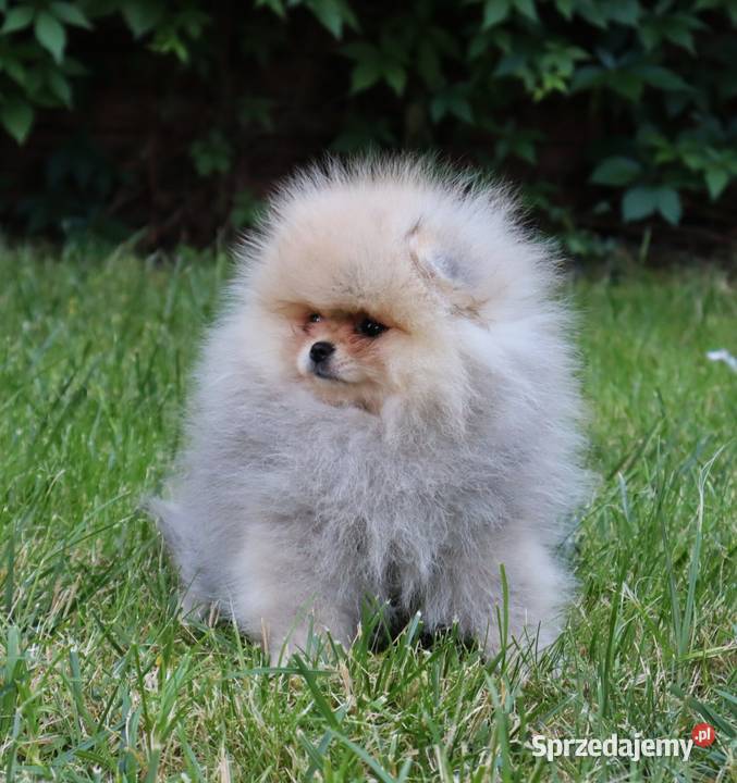 piękna dziewczyna pomeranian Pleszew
