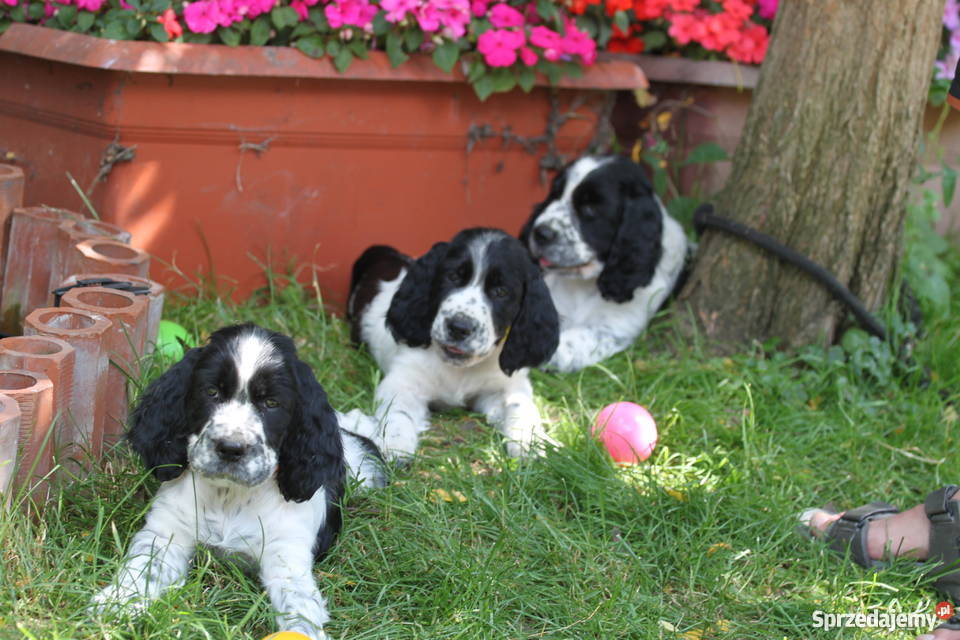Springer Spaniel Angielski szczeniaki DO ODBIORU Wrocław