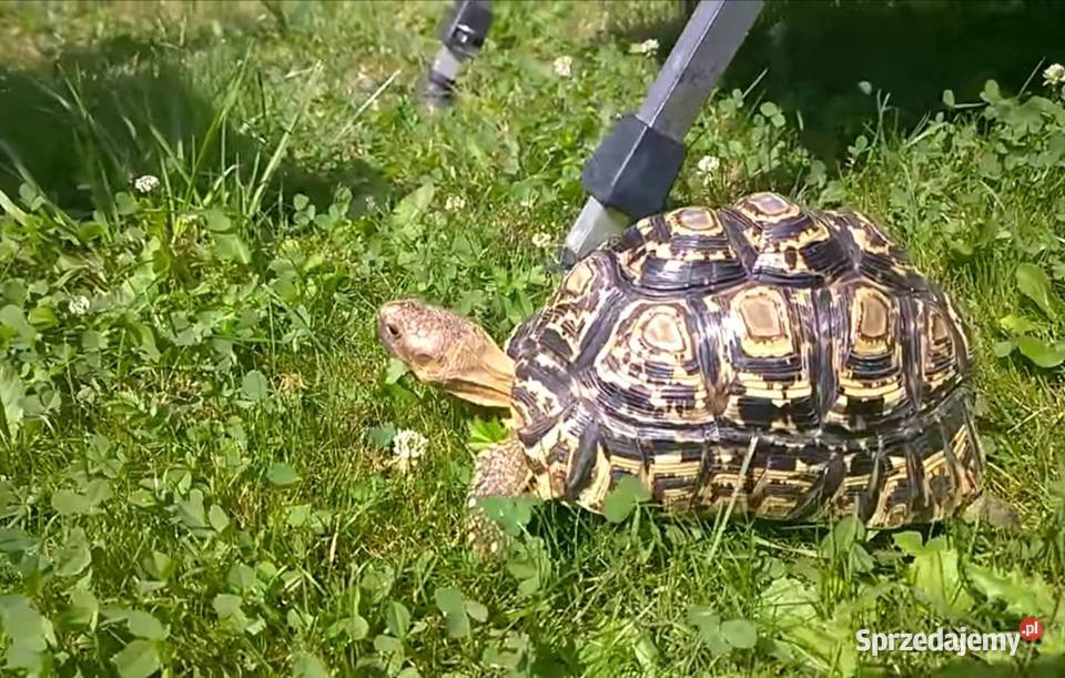 Żółw lamparci dolnośląskie Wrocław