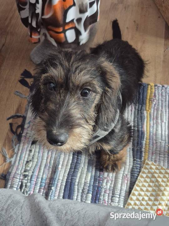 Jamnik szorstkowłosy kujawsko-pomorskie Browina