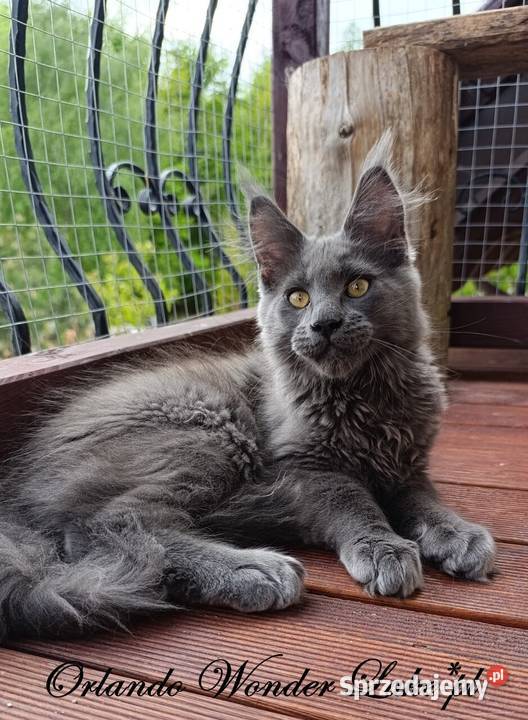 Niebieski Maine Coon FPL Gdańsk