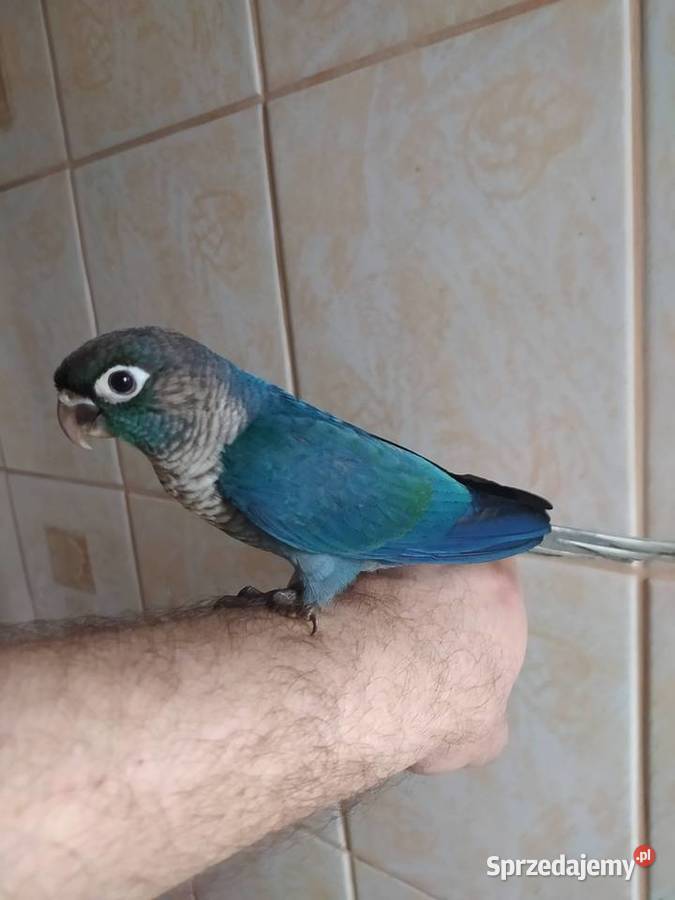 Papugi rudosterki ręcznie karmione Tychy