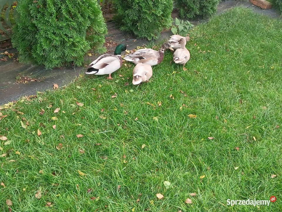 Kaczki call duck Zwoleń