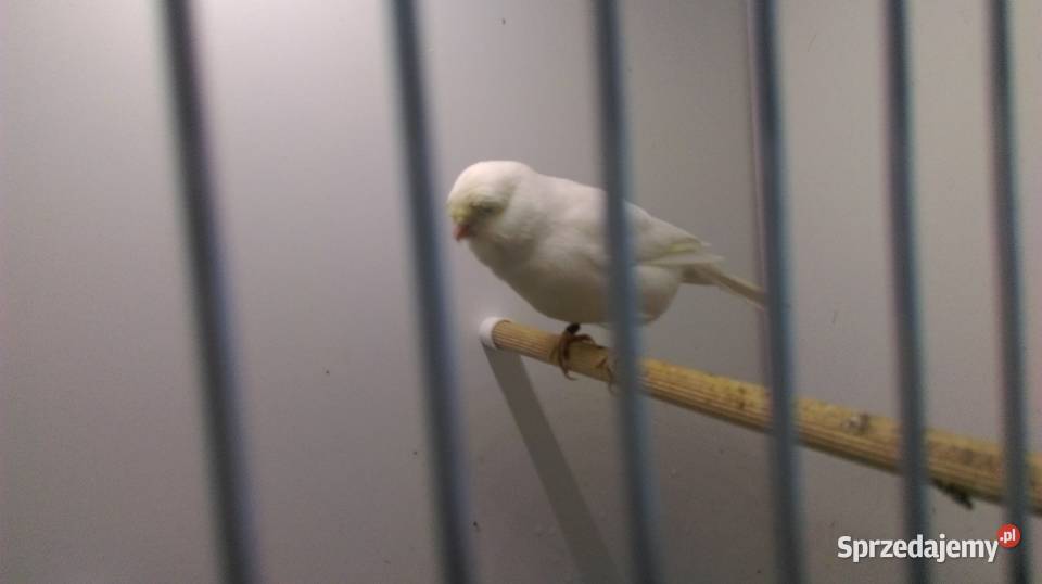 Kanarki Gloster Lubliniec sprzedam