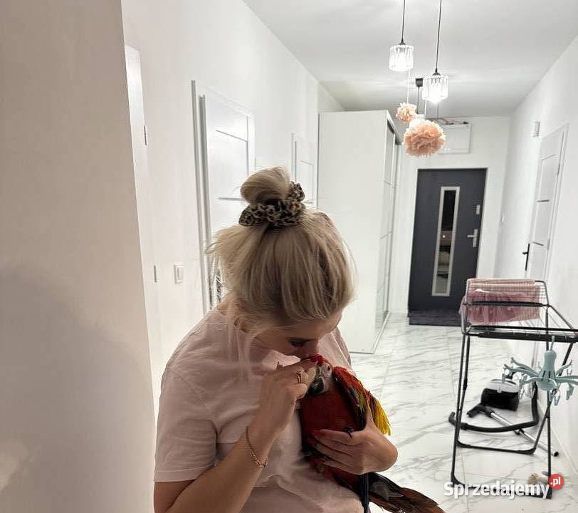 Ara macao samiec Sulejówek