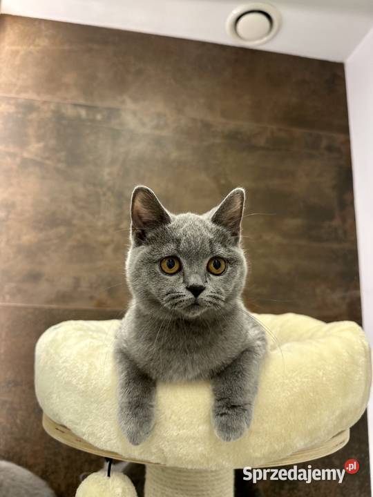 Śliczne rodowodowe kocięta brytyjskie Warszawa