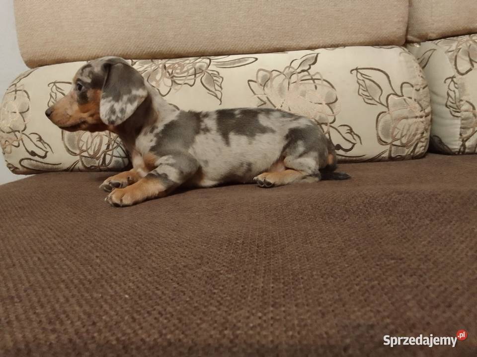 Jamnik Blue merle suczka Żyrardów