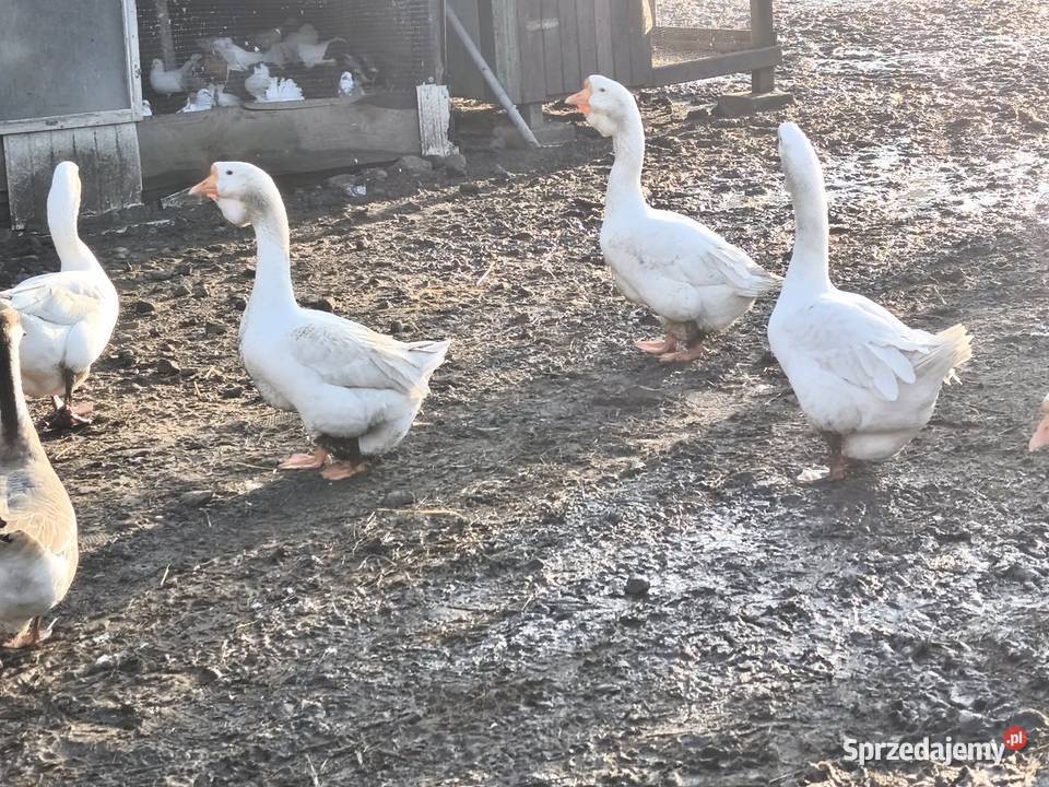 Chołmogory Bokinka Pańska