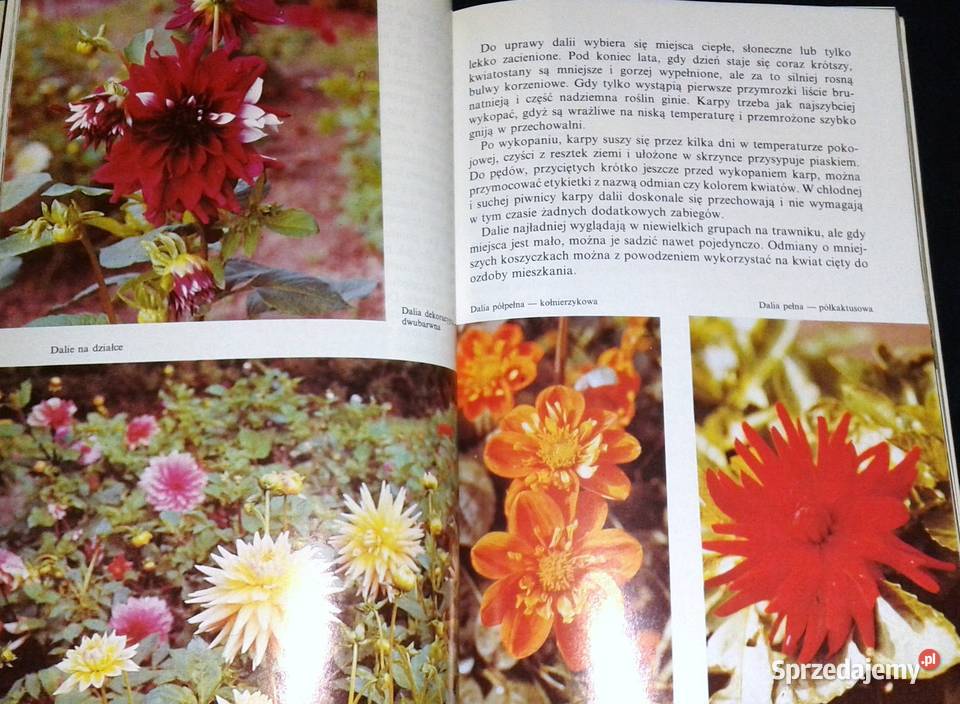 Kwitnące cebule Ozdobne rośliny cebulowe i lubelskie sprzedam