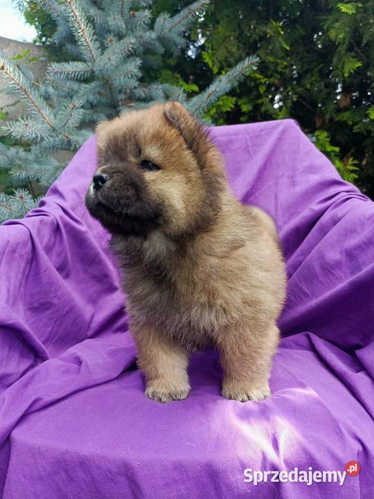 Wzorcowe Chow Chow Czał Czał doskonały exterrier