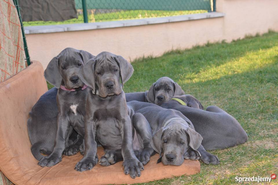 Dog Niemiecki błękitne sprzedam