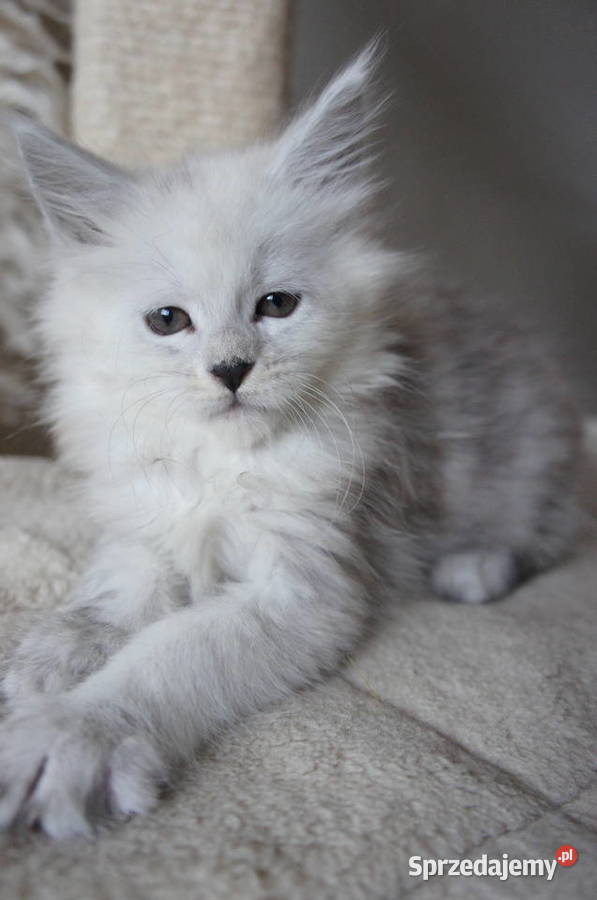 ponadprzeciętnej wielkości i urody Maine Coon Maine Coon Rzeszów sprzedam