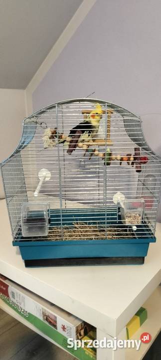 Papuga nimfa Bielsko-Biała