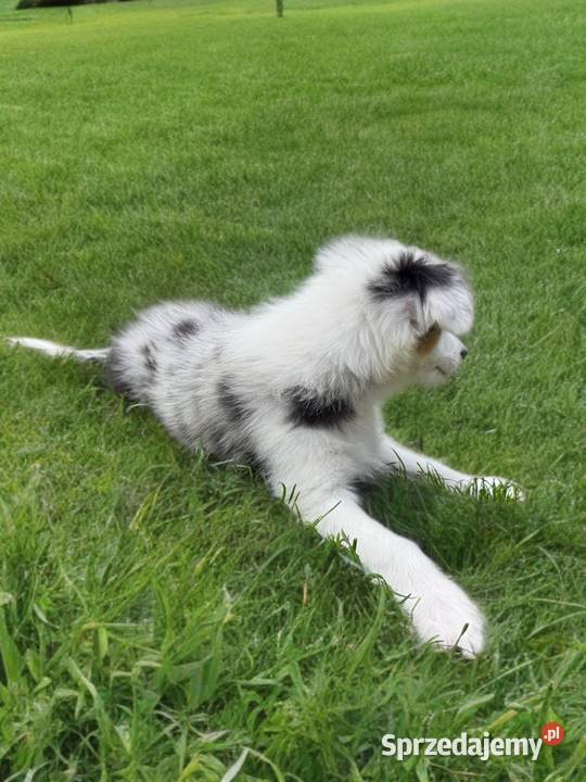 CLARA suczka Border Collie Blue merle tricolor Limanowa
