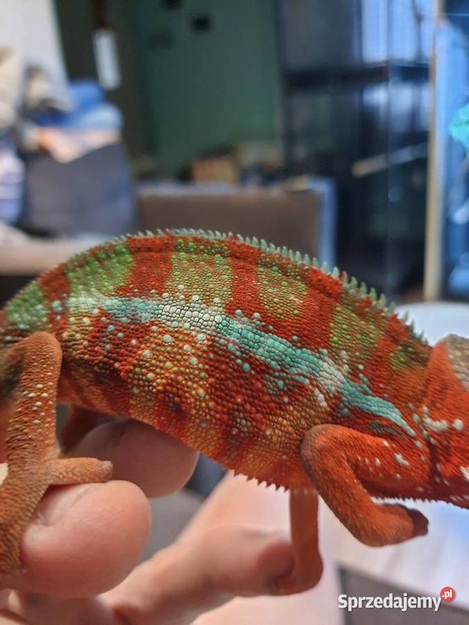 kameleon lamparci ambilobe red bar Włocławek