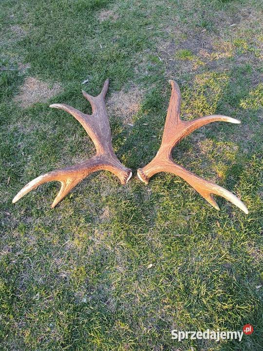 Sprzedam poroże łosia warmińsko-mazurskie